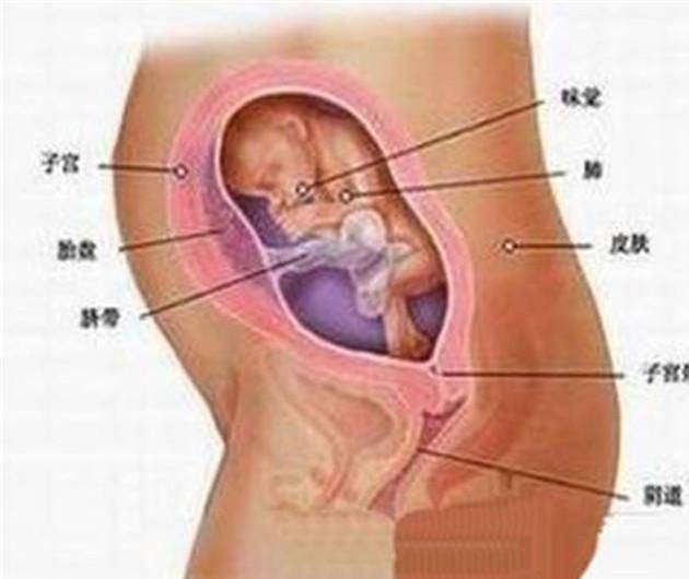 怀孕六个月胎儿的成长发育与身体变化