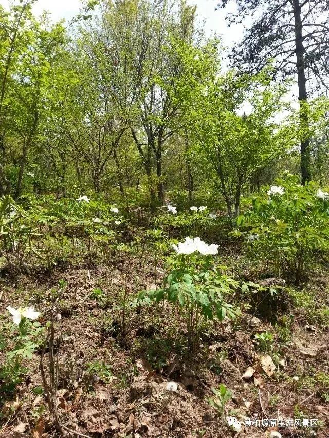 广东省菜花海，一场视觉盛宴与文化的交融