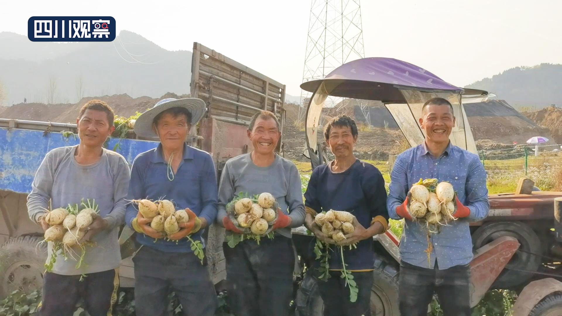 广东省春收粮食，繁荣的农业景象与丰收的喜悦