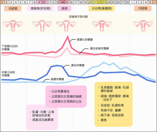 一个月两次月经，原因、影响与管理策略