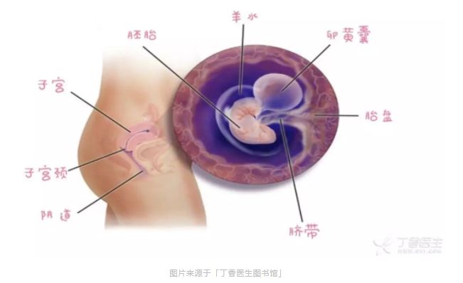 胎儿大脑发育的奥秘，从几个月开始走向成熟之路