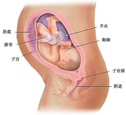 探索八个月胎儿在母体腹部的奥秘，成长与变化的过程