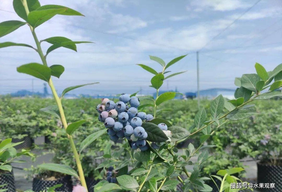 广东蓝莓有限公司，广东地区的产业翘楚与蓝莓产业领军者