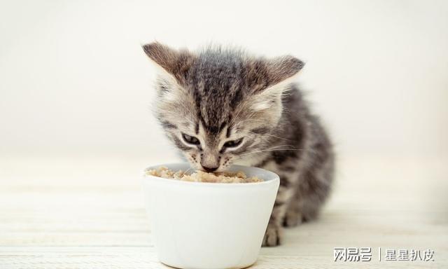 一个月大猫咪的饮食指南，吃什么最健康？