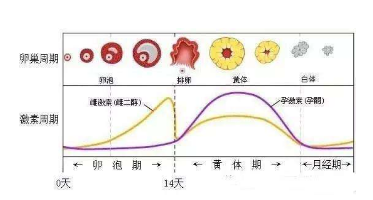 两个月才来月经正常吗？解读月经周期与健康的关联