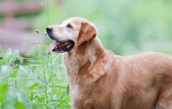 金毛犬的生理周期与月经来临时间解析