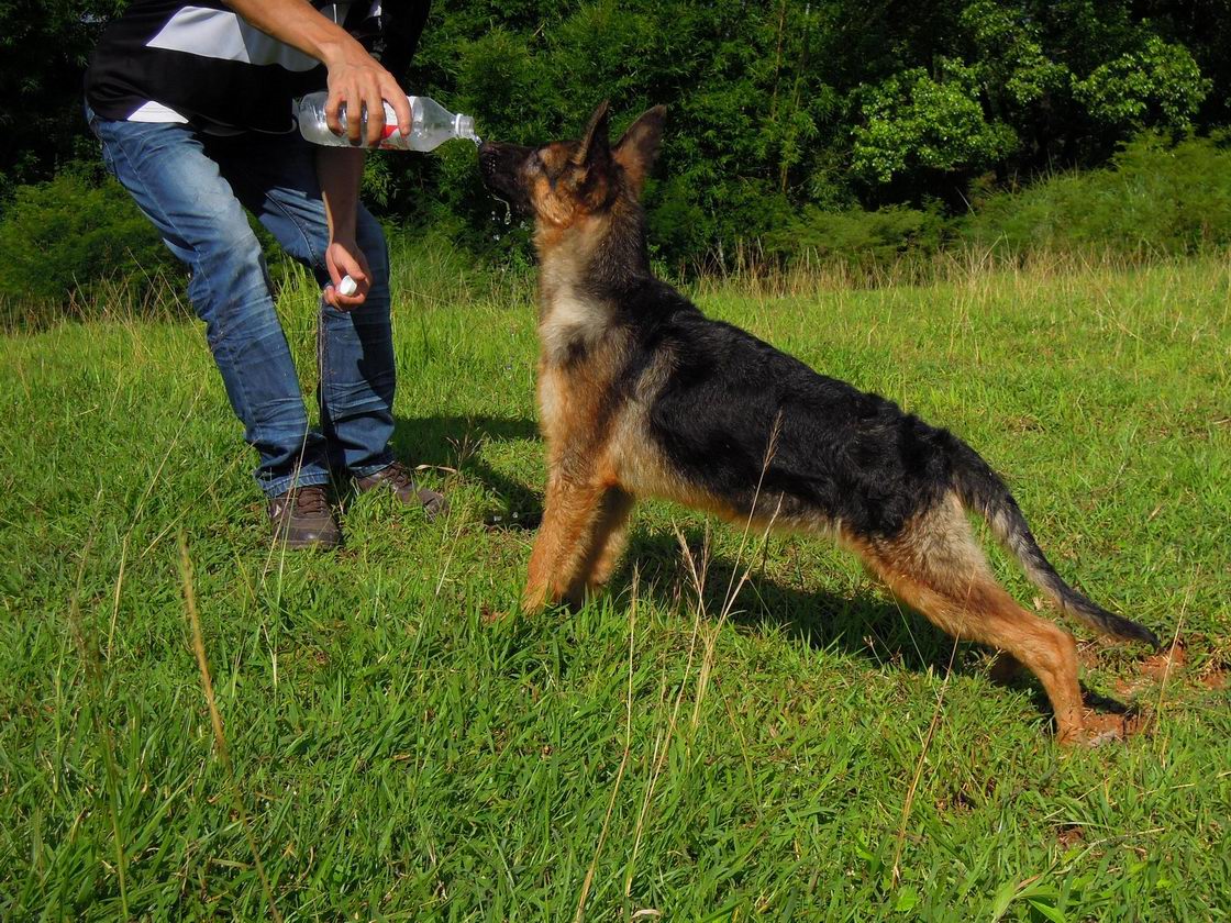 三个月大的德国牧羊犬图片欣赏