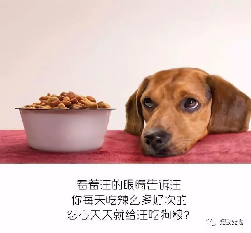 上上个月，我与狗共享的饮食时光