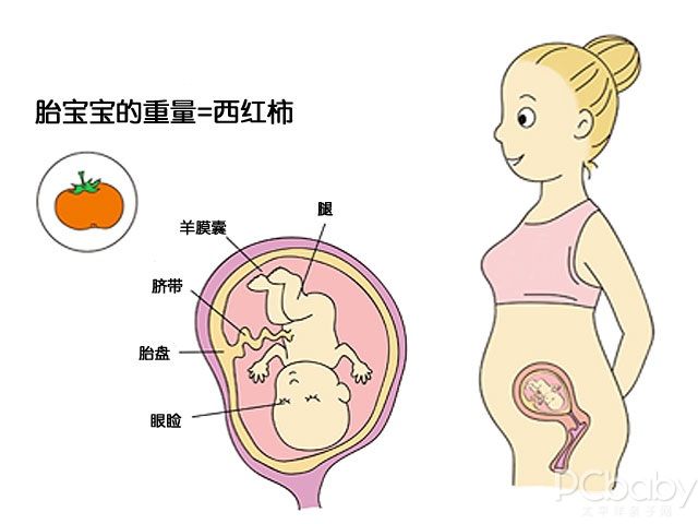 三个月的胎儿的成长与发育状况