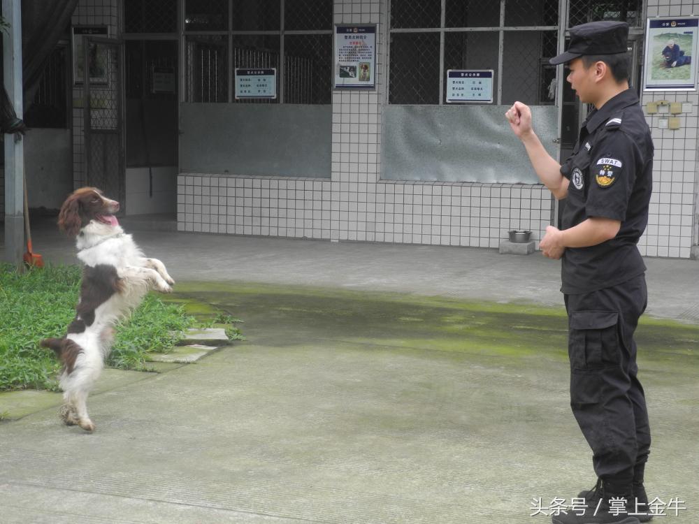 广东天狼有限公司，探索卓越，塑造未来