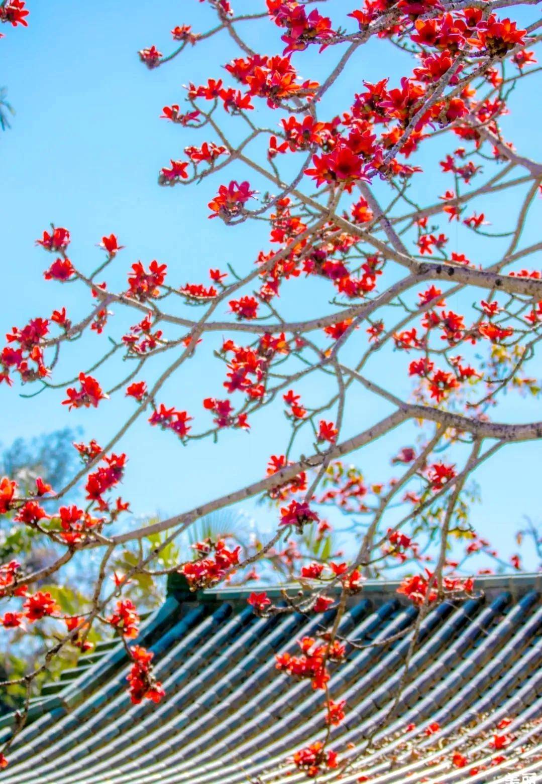 广东省春天的景象，繁花似锦，生机勃勃