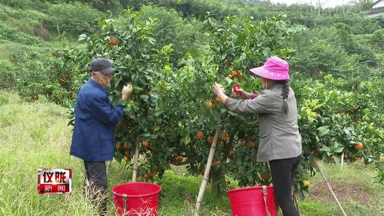 广东省肉牛养殖扶持政策研究