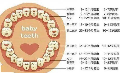 婴儿长牙的时间及其相关因素解析