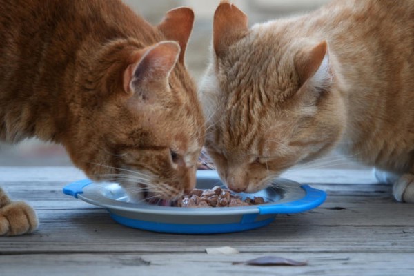 探讨两个月小猫的饮食，猫罐头是否适宜？