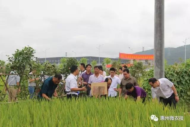 广东金稻有限公司，引领农业产业，铸就金色稻香传奇