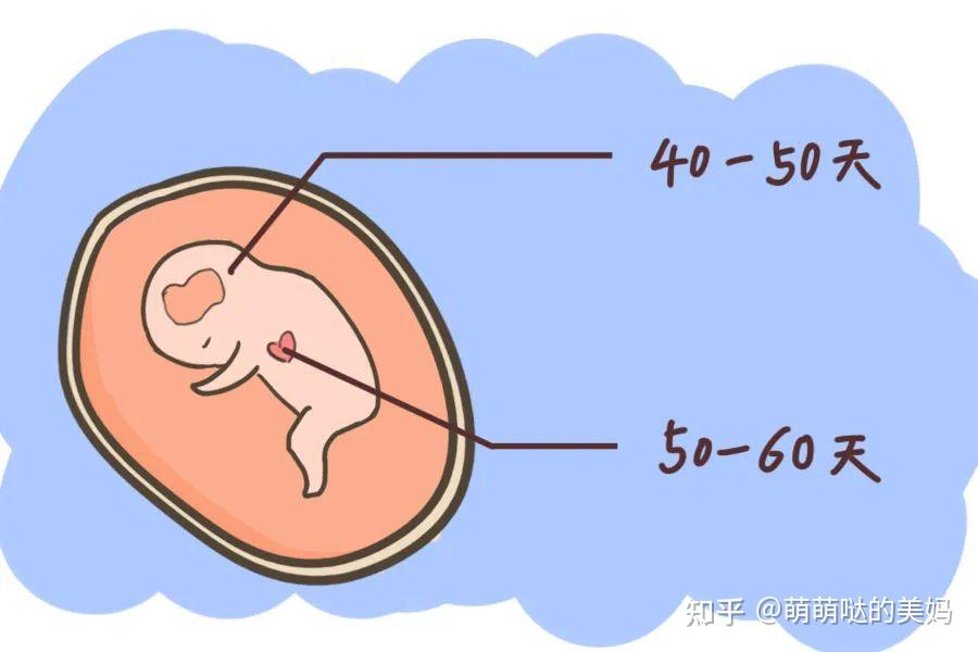 孕8个月胎停的深度解析