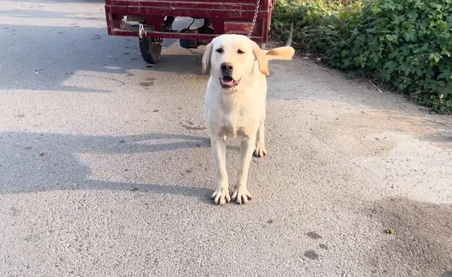 拉布拉多犬的饲养成本，一个月需要多少钱？