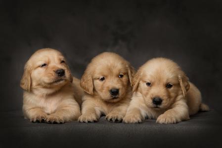 两个月金毛幼犬的饮食指南，一天应该喂几次？